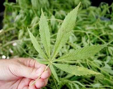 Cehii au unda verde la folosirea canabisului in scop medicinal