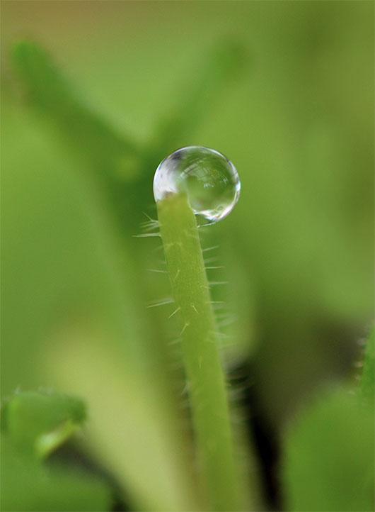 Un nou erbicid de origine naturala