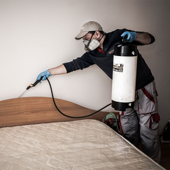 Scapa definitiv de insectele daunatoare, apeland la serviciile profesionale de dezinsectie