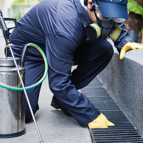 Ce este deratizarea si care este importanta acesteia?