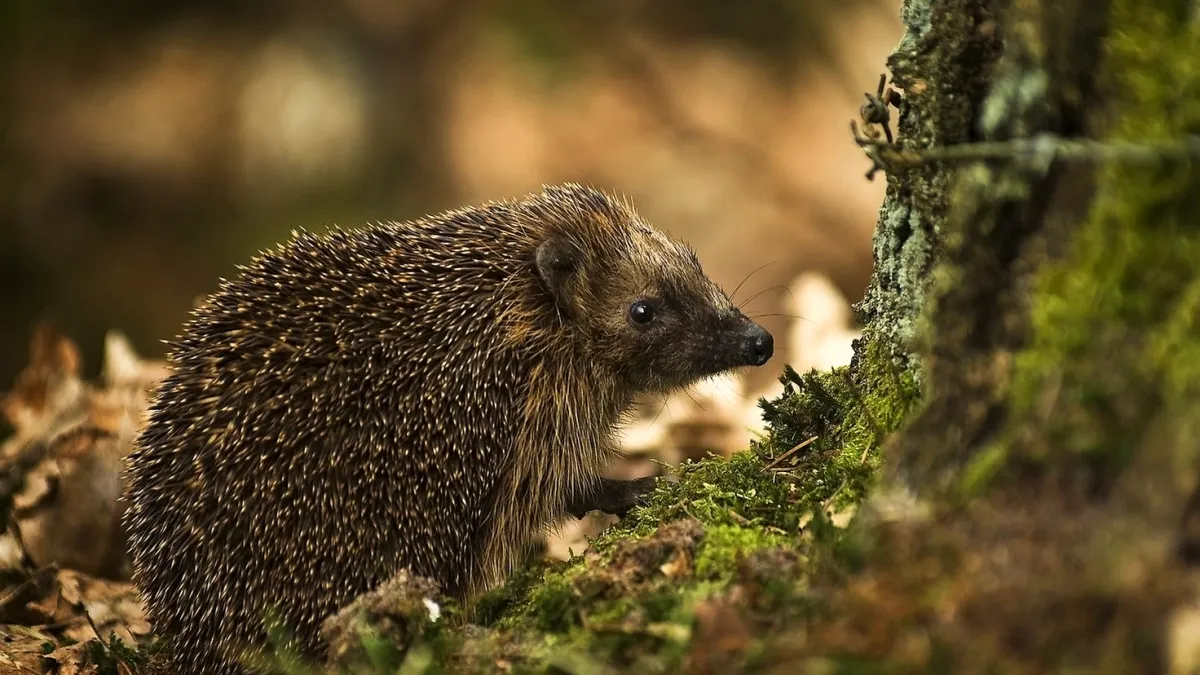 Patru animale, alese prin vot, vor înlocui personalitățile de pe bancnotele britanice