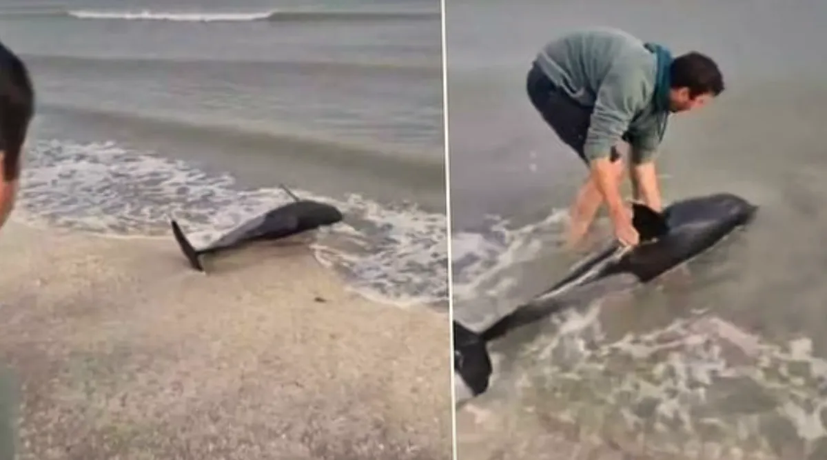 Salvare miraculoasă: tânăr salvează delfin pe plajă